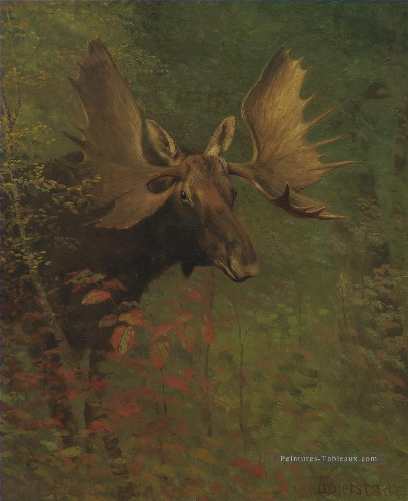 STUDY OF A MOOSE American Albert Bierstadt animal Peintures à l'huile